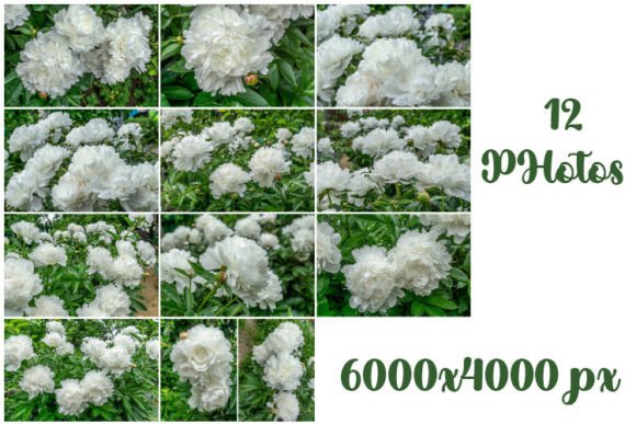 Big White Peony Flowers Photos: Aesthetic Elegance in Modern Design and Lifestyle